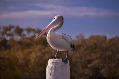 Pelican portrait