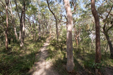 Angophora forest- april 2016- 2048