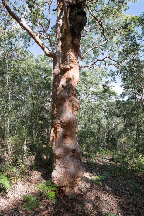 Beautiful angophora trees- 2048