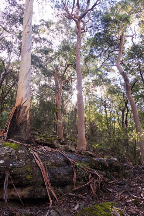 Chinaman's gap eucalyptus trees
