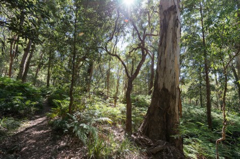 Forest in sunlight- april 2016- 2048