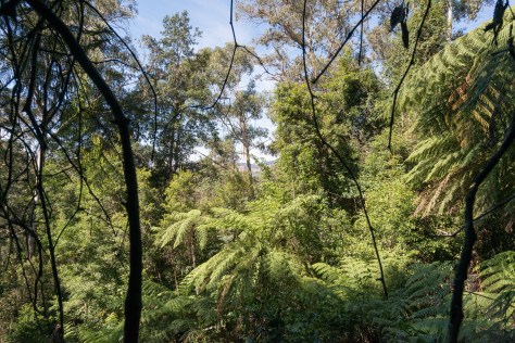 Forest views- april 2016