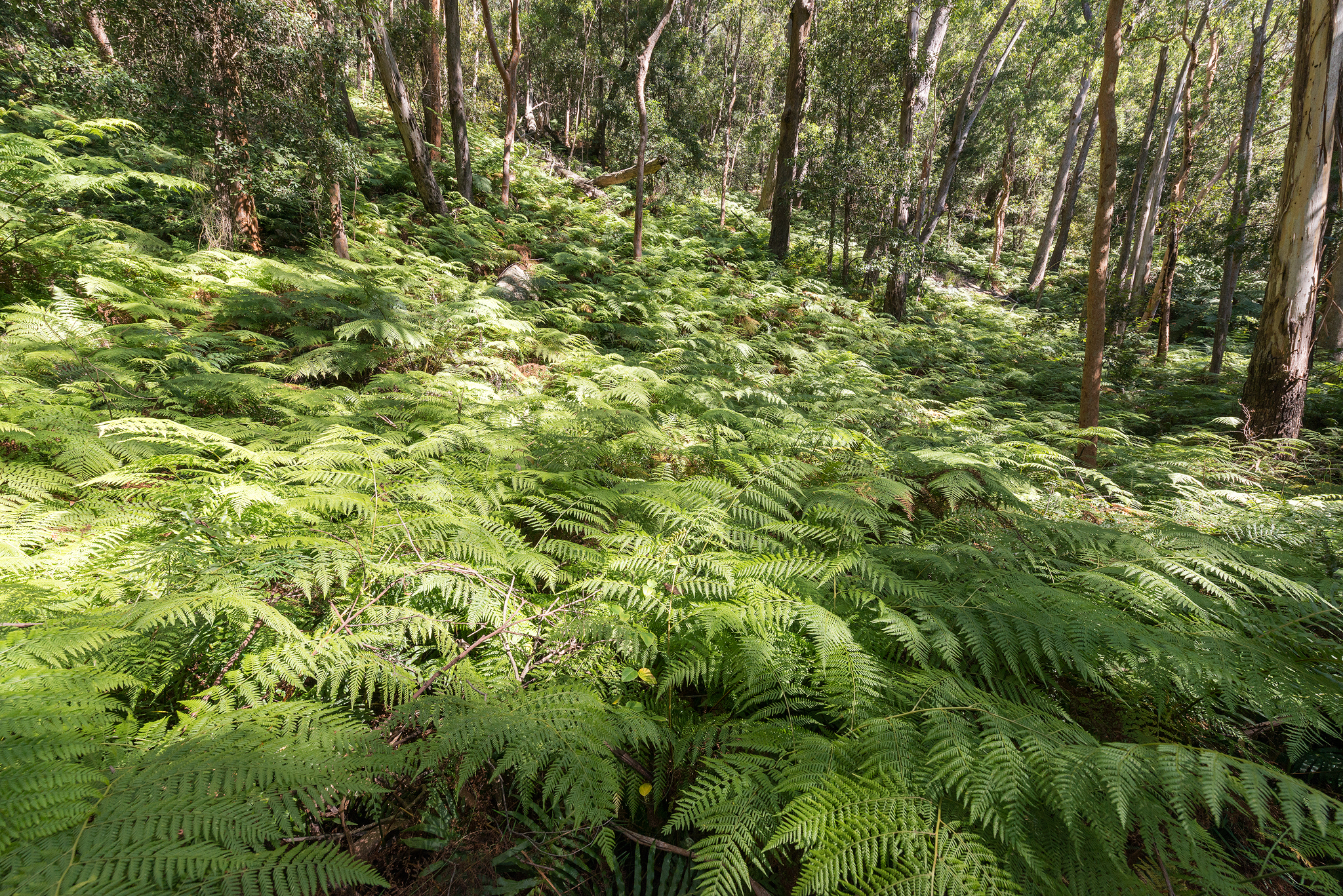 Sea of ferns- 2048