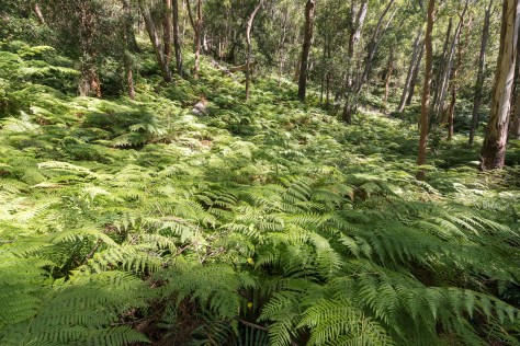 Sea of ferns- 2048
