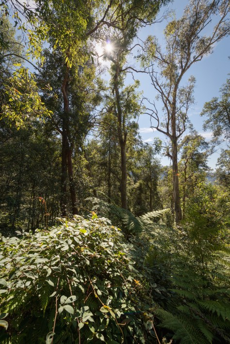 Sun through the trees- april 2016- 2048