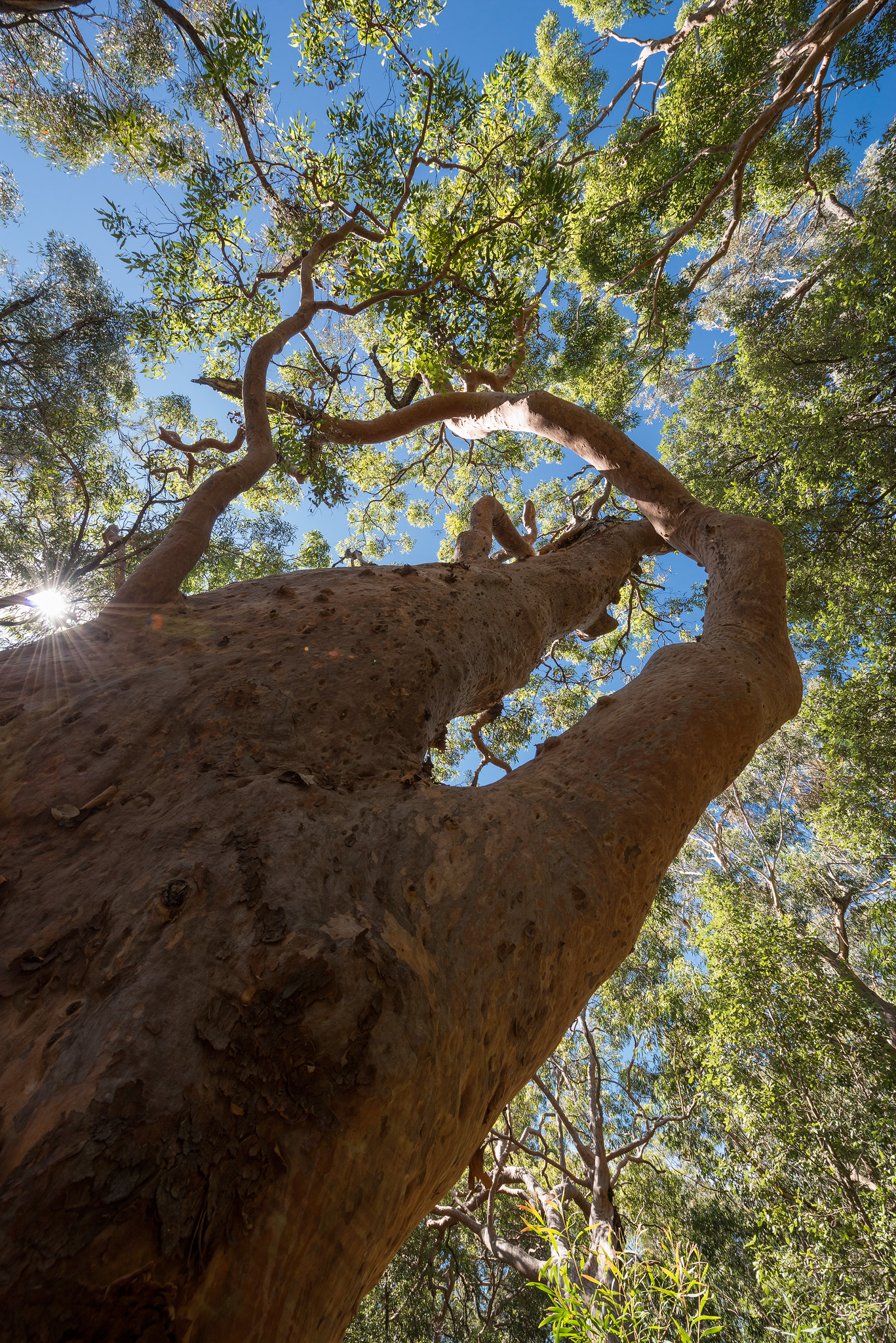 Sunlight over angophora- april 2016- 2048