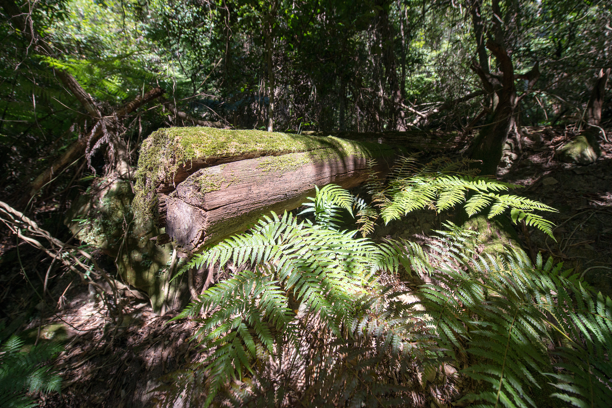 Sunshine in greenery- april 2016