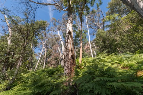 Trees amongst the ferns- april 2016- 2048