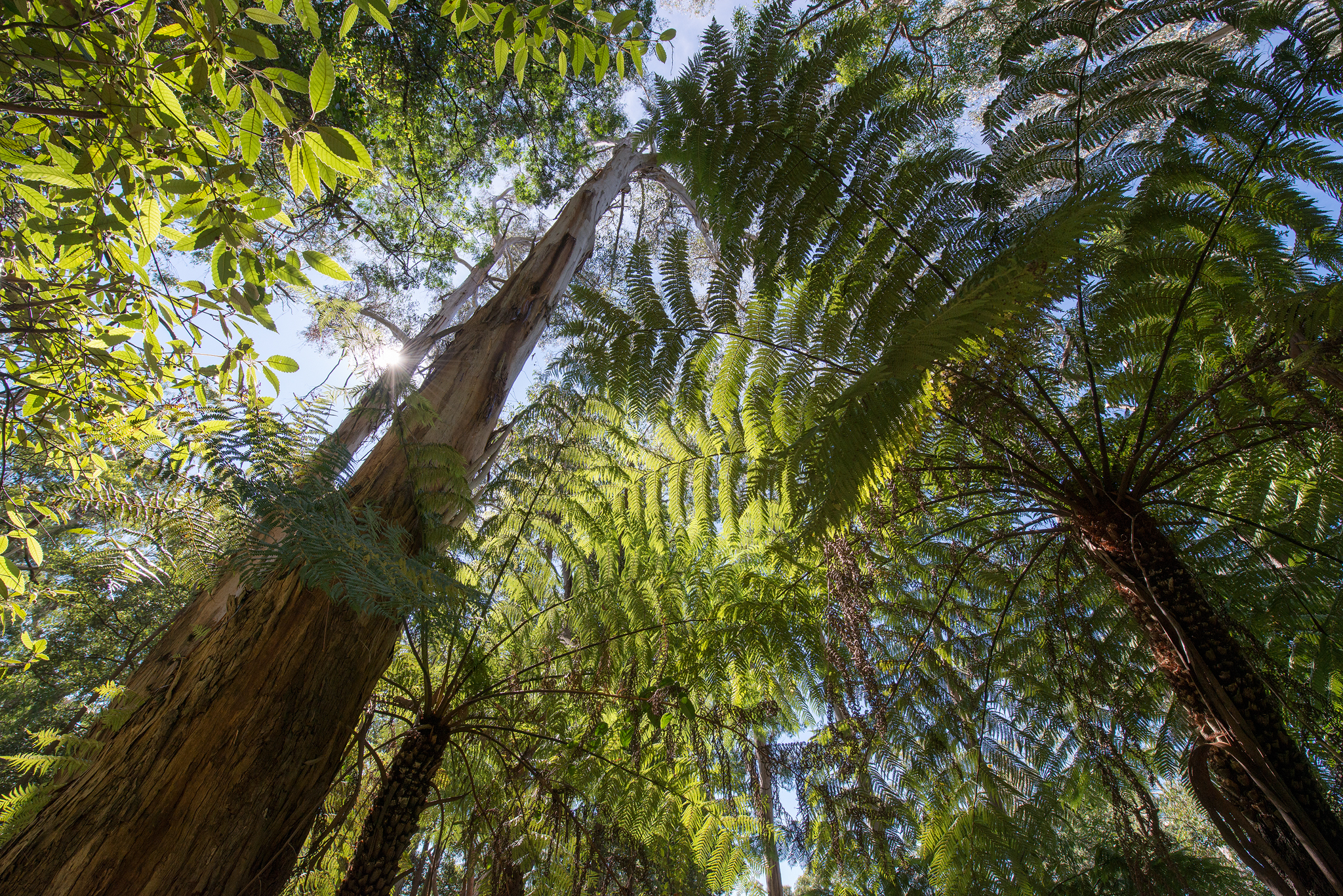 Under a fern canopy- april 2016- 2048