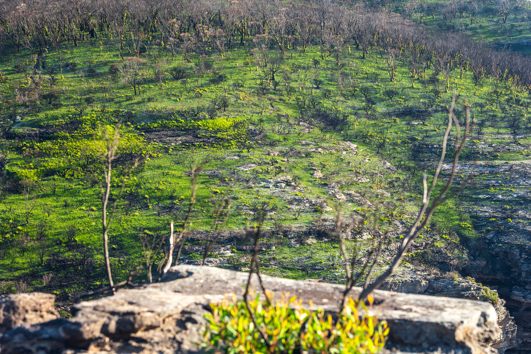 After the bushfires 2020