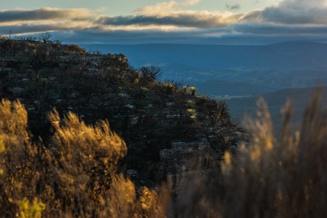 Kangaroo tails emerge after bushfires in Blue Mountains 2020