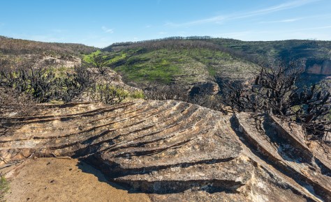 Blue Mountains fire regrowth
