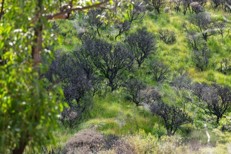 New Growth- February 2021 - Web 3840