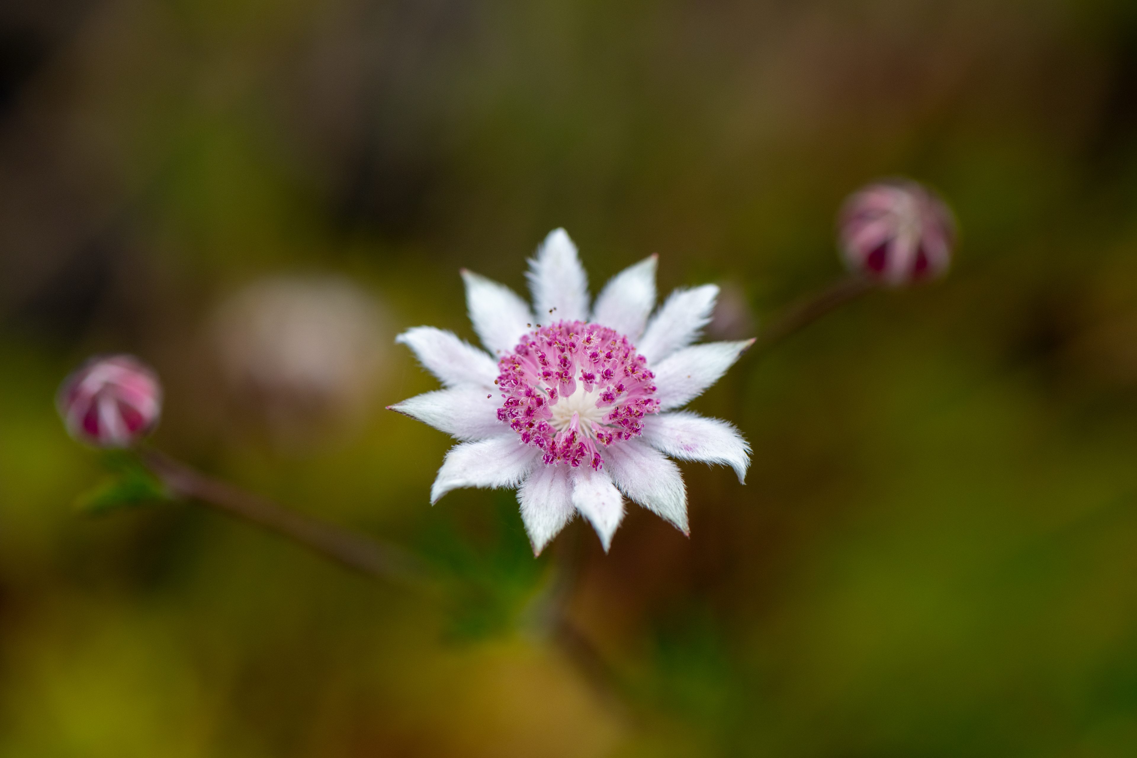 Pink flannel flower- Ben Pearse 2021- Web 3840