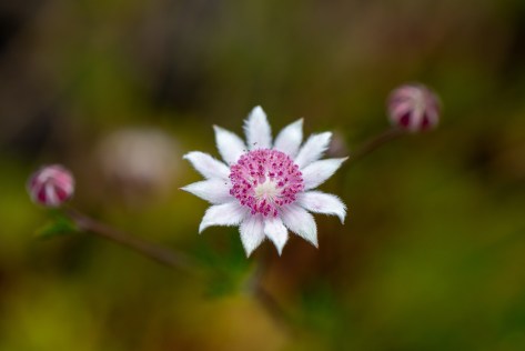 Pink flannel flower- Ben Pearse 2021- Web 3840