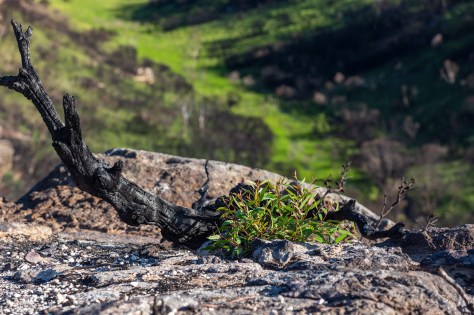Narrowneck plateau in Katoomba after the bushfires