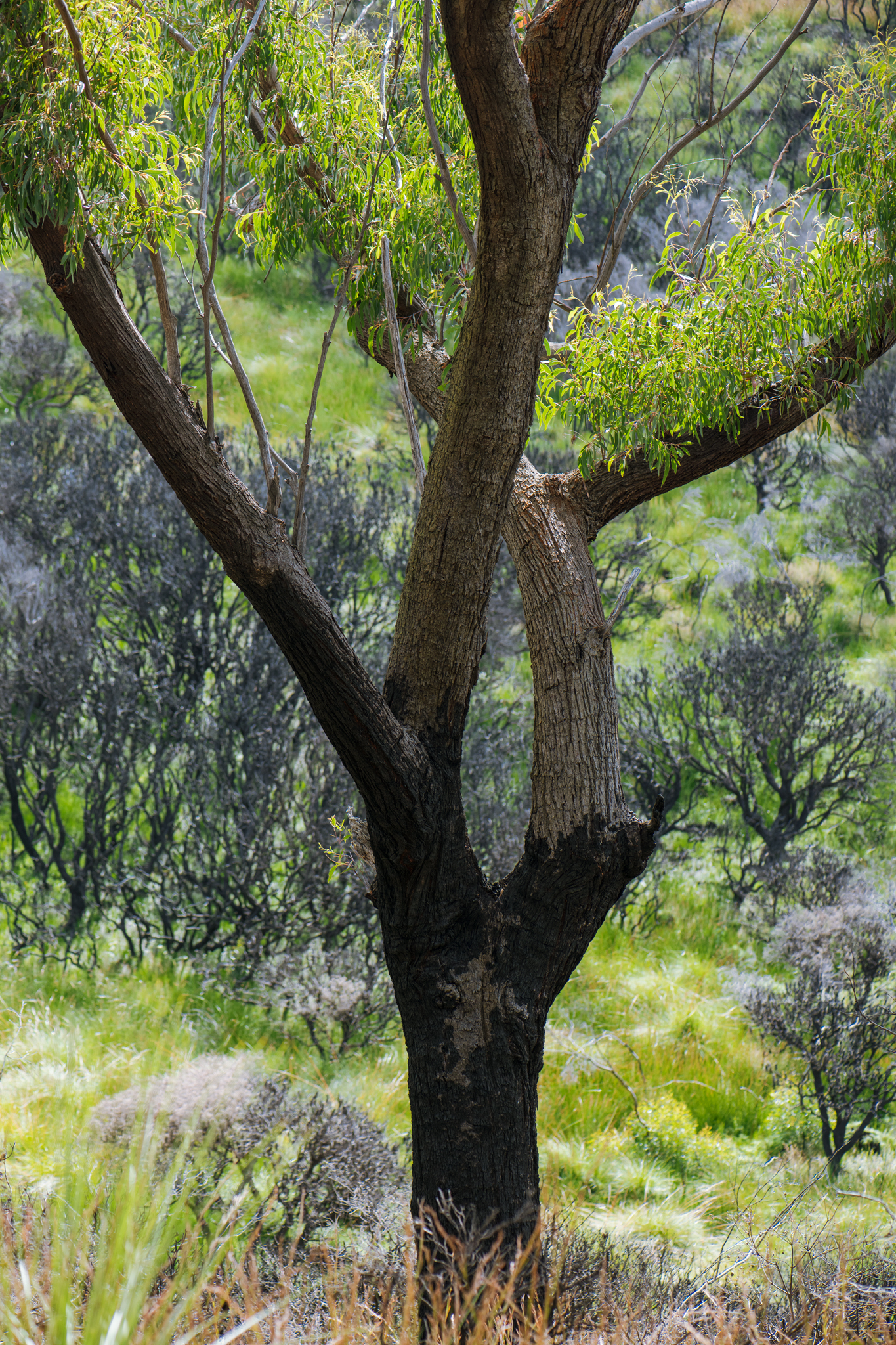 Still going- February 2021- Web size 2048