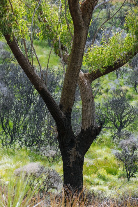 Still going- February 2021- Web size 2048